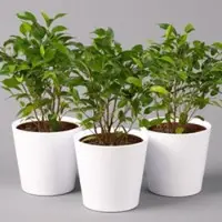 Pflanzen-Kölle Birkenfeige 'Natasja' inkl. Übertopf weiß, Topf 12cmØ, Höhe ca. 25cm, 3er-Set