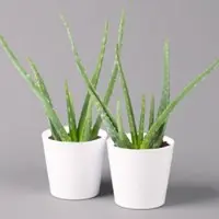 Pflanzen-Kölle Aloe vera in Keramiktopf Dallas weiß, Topf-Ø 12 cm, Höhe ca. 20-35 cm, 2er-Set