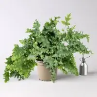 Pflanzen-Kölle Goldtüpfelfarn 'Davana', Topf-Ø 19 cm, Höhe ca. 40 cm