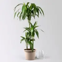 Pflanzen-Kölle Duftender Drachenbaum 'Janet Craig', Topf-Ø 21 cm, , Höhe ca. 120 cm