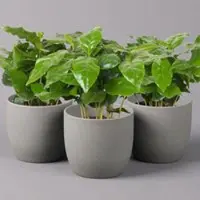 Pflanzen-Kölle Kaffeepflanze, Topf-Ø 12 cm, Höhe ca. 25 cm, 3er-Set