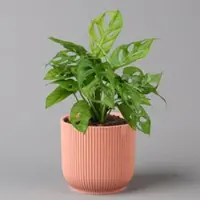 Pflanzen-Kölle Monstera adansonii in Übertopf Vibes rosa, Topf-Ø 12 cm, Höhe ca. 25 cm