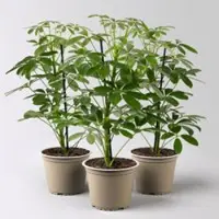 Pflanzen-Kölle Strahlenaralie 'Nora', Topf-Ø 13 cm, Höhe ca. 55 cm, 3 Pflanzen
