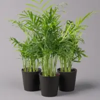 Pflanzen-Kölle Bergpalme mit Keramiktopf anthrazit, Topf-Ø 12 cm, Höhe ca. 30 cm, 3er-Set