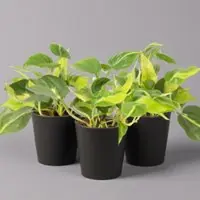 Pflanzen-Kölle Philodendron 'Brasil' in Keramiktopf Dallas anthrazit, Topf-Ø 12cm, 3er-Set
