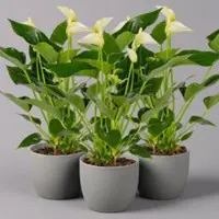 Pflanzen-Kölle Flamingoblume 'White Champion', Topf-Ø 12 cm, Höhe ca. 35 cm, 3 Pflanzen