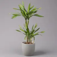 Pflanzen-Kölle Duftender Drachenbaum 'Riki', Topf-Ø 19 cm, Höhe ca. 90 cm