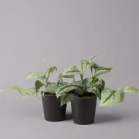 Pflanzen-Kölle Gefleckte Efeutute 'Trebie' inkl. Keramiktopf anthrazit, Topf-Ø 12 cm, 2er-Set
