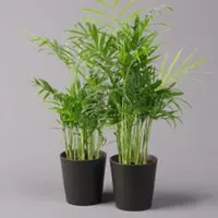 Pflanzen-Kölle Bergpalme mit Keramiktopf anthrazit, Topf-Ø 12 cm, Höhe ca. 30 cm, 2er-Set