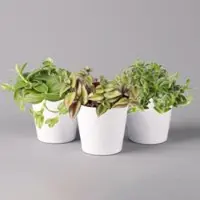 Pflanzen-Kölle Dreimasterblume in Keramiktopf weiß, nach Verfügbarkeit, Topf-Ø 12 cm, 3er-Set