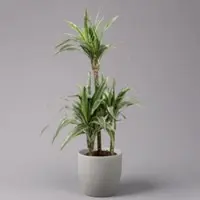 Pflanzen-Kölle Duftender Drachenbaum 'Warneckii', Topf-Ø 21 cm, Höhe ca. 115 cm