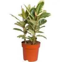 Pflanzen-Kölle Gummibaum 'Tineke', Topf-Ø 27 cm, Höhe ca. 85 cm