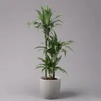 Pflanzen-Kölle Duftender Drachenbaum 'Ulises', Topf-Ø 21 cm, Höhe ca. 110 cm