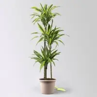 Pflanzen-Kölle Duftender Drachenbaum 'Lemon Lime', Topf-Ø 24 cm, , Höhe ca. 140 cm