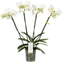 Pflanzen-Kölle Schmetterlingsorchidee 'Theatro' Jazz weiß, 4 Blütenrispen, Topf-Ø 12 cm