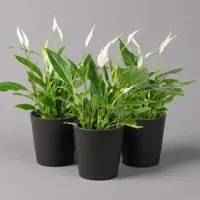 Pflanzen-Kölle Einblatt 'Bellini', Topf-Ø 13 cm, mit Topf Dallas anthrazit, 3 Pflanzen