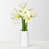 Pflanzen-Kölle 3 weiße Amaryllis 'White Sensation'