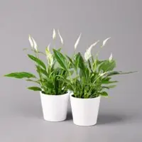 Pflanzen-Kölle Einblatt 'Bellini', Topf-Ø 13 cm, mit Topf Dallas weiß, 2 Pflanzen
