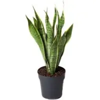 Pflanzen-Kölle Bogenhanf, Topf-Ø 19 cm, Höhe ca. 60 cm