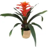 Pflanzen-Kölle Guzmanie 'Fiero', orange, Topf-Ø 12 cm, mit Korb Maki, Höhe ca. 50 cm