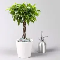 Pflanzen-Kölle Birkenfeige 'Lucky', in Keramiktopf weiß, Topf-Ø 12 cm, Höhe ca. 40 cm