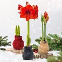 Pflanzen-Kölle Amaryllis in Wachs, Dekor 'Pulli Cozy Teddy', Farbe zufällig, Blüte rot