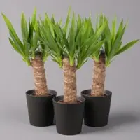 Pflanzen-Kölle Palmlilie mit Keramiktopf Dallas, Höhe ca. 40-45cm, Topf-Ø 11/12cm, 3er-Set