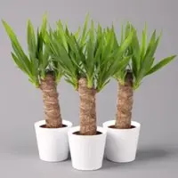 Pflanzen-Kölle Palmlilie mit Keramiktopf Dallas weiß, Höhe ca. 40-45cm, Topf-Ø 11/12cm, 3er-Set