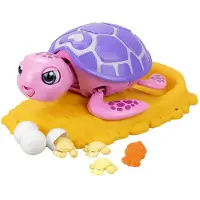 Salva Las Mascotas Die Schildkröte Sortiert