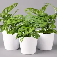 Pflanzen-Kölle Monstera adansonii mit Keramiktopf weiß, Topf-Ø 12 cm, Höhe ca. 25 cm, 3er-Set
