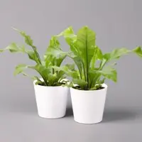 Pflanzen-Kölle Nestfarn, mit Keramiktopf Dallas weiß, Topf-Ø12cm, Höhe ca. 35 cm, 2er-Set