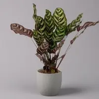 Pflanzen-Kölle Korbmarante, Goeppertia makoyana syn. Calathea, Topf-Ø 17 cm, Höhe ca. 45 cm