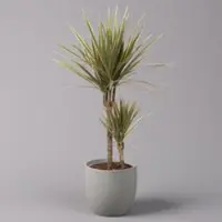 Pflanzen-Kölle Gerandeter Drachenbaum 'Bicolor', Topf-Ø 17 cm, Höhe ca. 70 cm