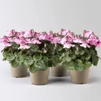 Pflanzen-Kölle Alpenveilchen 'Petticoat Lightpink' hellrosa, Topf-Ø 10,5 cm, 4 Pflanzen