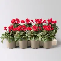 Pflanzen-Kölle Alpenveilchen rot, Topf-Ø 10,5 cm, Höhe ca. 23 cm, 8 Pflanzen