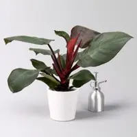 Pflanzen-Kölle Philodendron 'Sunlight', inkl. Übertopf Dallas weiß, Topf-Ø 12cm