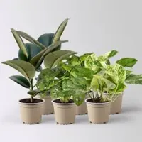 Pflanzen-Kölle Grünpflanzen-Set Pflegeleicht, Topf-Ø 12 cm, 6 Pflanzen
