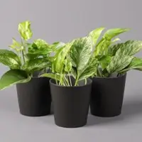 Pflanzen-Kölle Efeutute 'Marble Queen' inkl. Topf Dallas anthrazit, Topf-Ø 12 cm, 3 Pflanzen