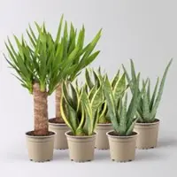 Pflanzen-Kölle Grünpflanzen-Set Guter Schlaf trockentolerant, Topf-Ø 12 cm, 6 Pflanzen