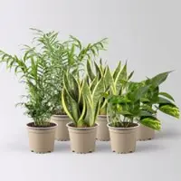 Pflanzen-Kölle Grünpflanzen-Set Guter Schlaf pflegeleicht, Topf-Ø 12 cm, 6 Pflanzen