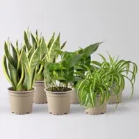 Pflanzen-Kölle Grünpflanzen-Set Saubere Luft buntlaubig, Topf-Ø 12 cm, 6 Pflanzen
