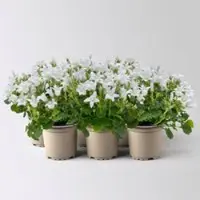 Pflanzen-Kölle Glockenblume Mini, weiß, Topf-Ø 5,5 cm, 6 Pflanzen