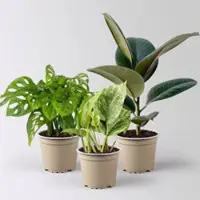 Pflanzen-Kölle Grünpflanzen-Set Pflegeleicht, Topf-Ø 12 cm, 3 Pflanzen
