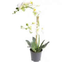 Botanic-Haus Kunstorchidee "Orchidee Bora"