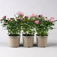 Pflanzen-Kölle Rose 'Pia', rosa-weiß, Topf-Ø 10,5 cm, Höhe ca. 30 cm, 3 Pflanzen