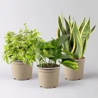 Pflanzen-Kölle Grünpflanzen-Set Guter Schlaf buntblättrig, Topf-Ø 12 cm, 3 Pflanzen