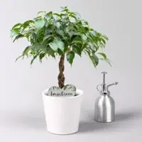 Pflanzen-Kölle Birkenfeige grün, in Keramiktopf weiß, Topf-Ø 12 cm, Höhe ca. 40 cm