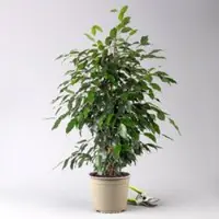 Pflanzen-Kölle Birkenfeige 'Danielle', Topf-Ø 21 cm, Höhe ca. 110 cm