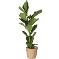 Pflanzen-Kölle Geigenfeige in Korb 'Osaka', Topf-Ø 21 cm, Höhe ca. 80-100 cm