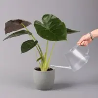 Pflanzen-Kölle Alocasia 'Wentii', Topf-Ø 17 cm, Höhe ca. 60 cm